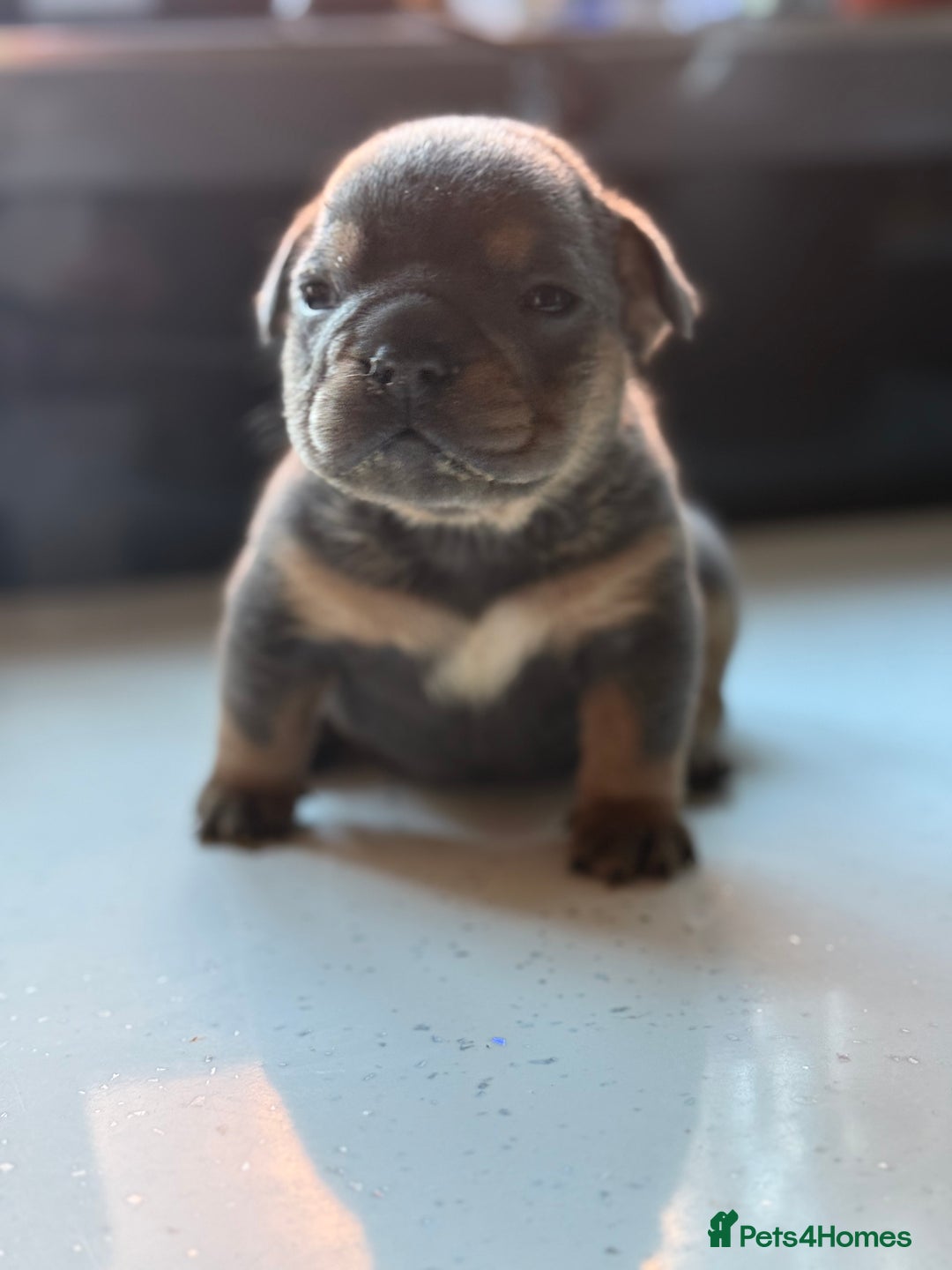 English Bulldog dogs for sale: Beautiful English bulldog puppies - Image 6