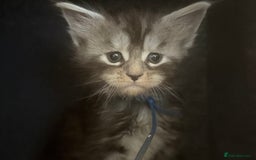 Maine Coon cats for sale: TICA registered russian poly and non poly kittens - Image 5