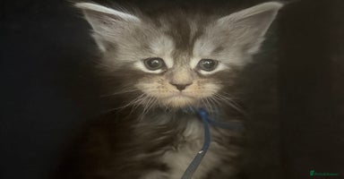 Maine Coon cats - Advert 12