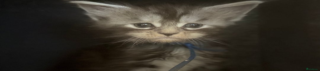 Maine Coon Kitten 2