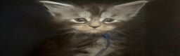 Maine Coon cats for sale: TICA registered kittens - Advert 6