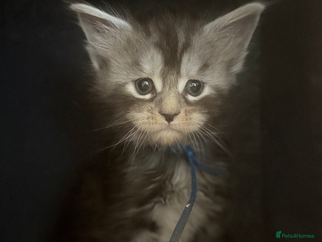 Maine Coon cats for sale: TICA registered russian poly and non poly kittens - Image 5