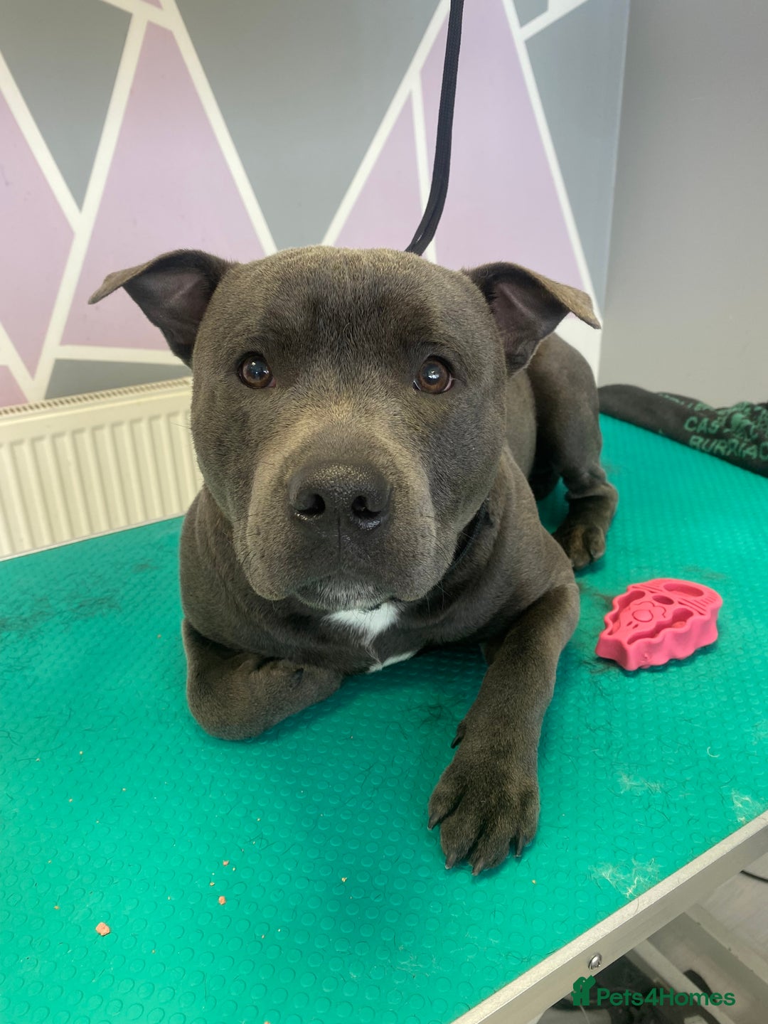 Staffordshire Bull Terrier dogs for sale: Blue Staff  - Image 3