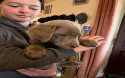 Labrador Retriever dogs for sale: Kc registered silver labs, health tested parents - Image 10