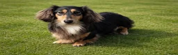 Miniature Dachshund dogs for sale: Stunning KC Long hair daxi. 5* breeders  - Advert 6