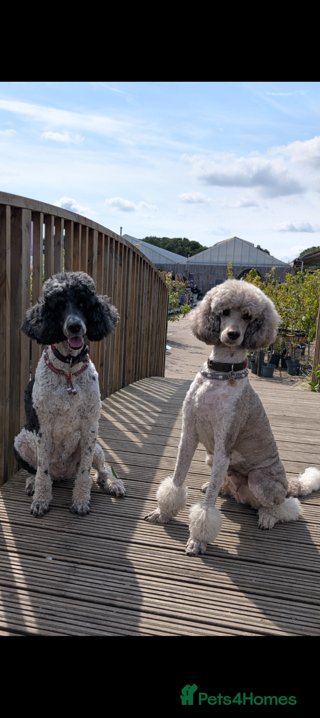 Goldendoodle dogs for sale: So cute standard golden doodles  - Image 26