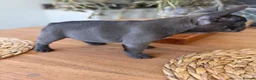 French Bulldog dogs for sale: Quality and classic French Bulldog puppies in Birmingham - Advert 4