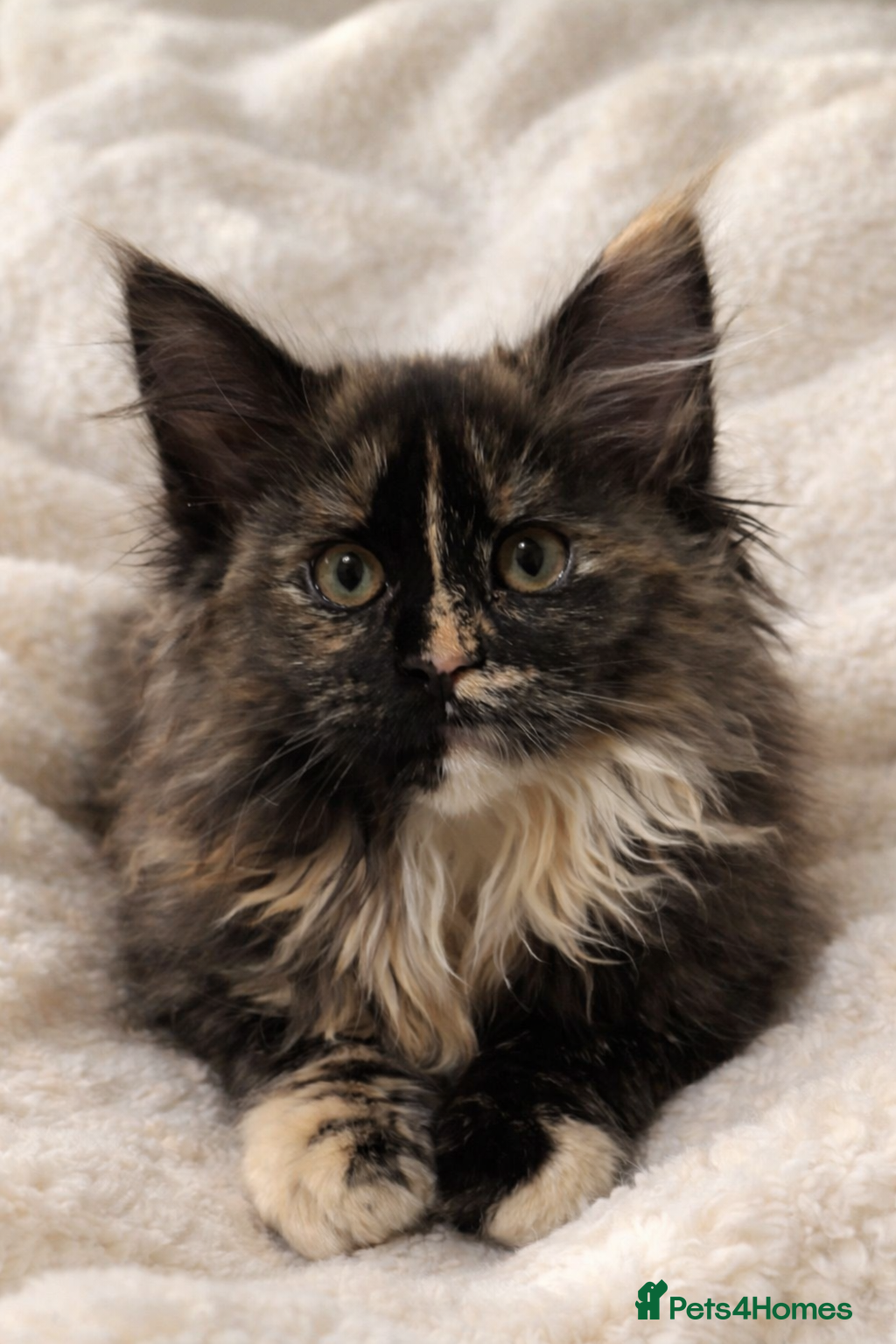 Maine Coon cats Beautiful Large Maine Coon Kitten – Tortoiseshell - Advert 17