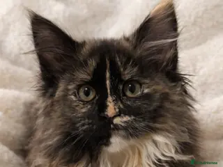 Maine Coon cats Beautiful Large Maine Coon Kitten – Tortoiseshell - Advert 17