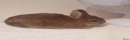 Netherland Dwarf rabbits for sale: Baby Netherland Dwarfs - Advert 2