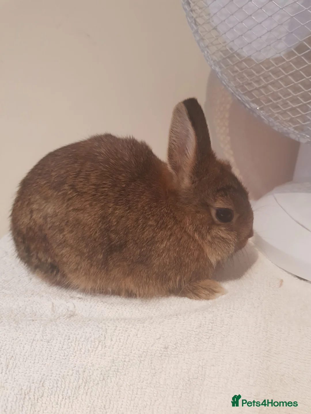 Netherland Dwarf rabbits for sale: Baby Netherland Dwarfs - Advert 2