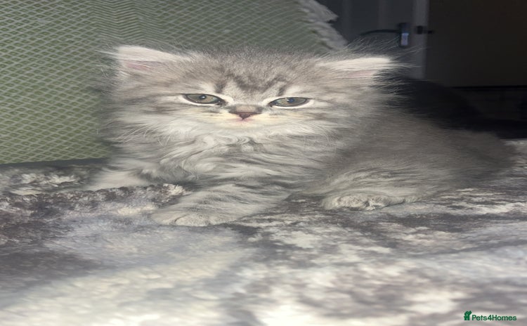 British Shorthair cats - Advert 7