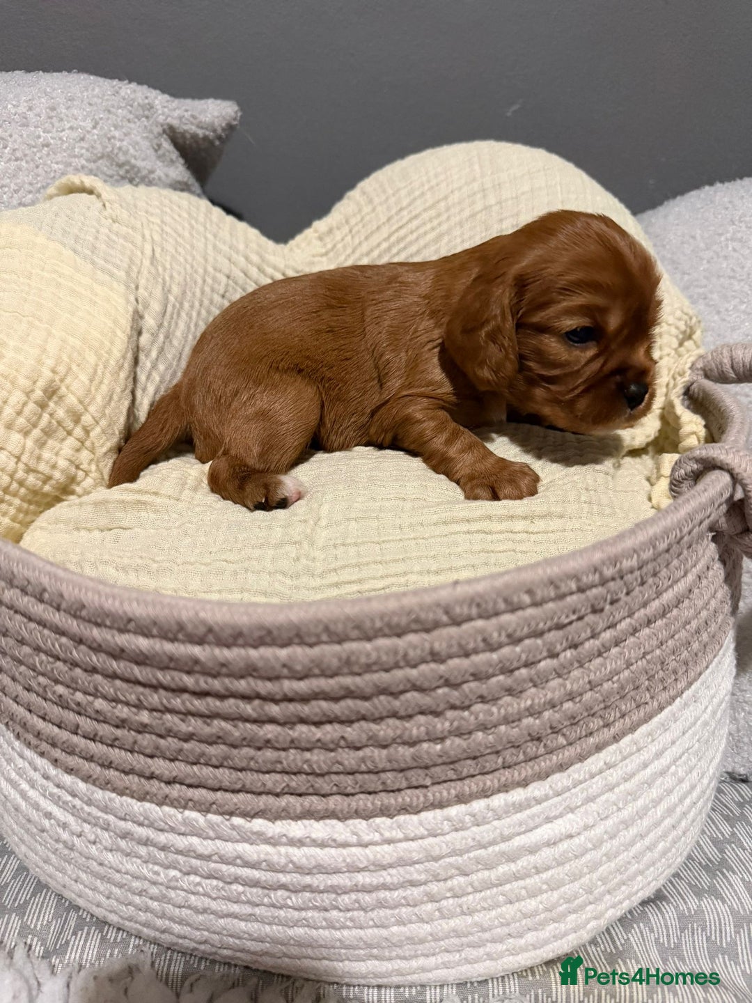 Cavalier King Charles Spaniel dogs for sale: Beautiful KC Registered Boy ✨ Health Tested ✨ - Advert 18