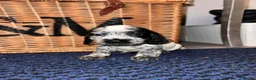 Cocker Spaniel dogs for sale: Stunning Show type cocker spaniel puppies  - Advert 18
