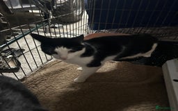 Mixed Breed cats for sale: 1 Male & 1 female cats looking for loving homes. - Image 3
