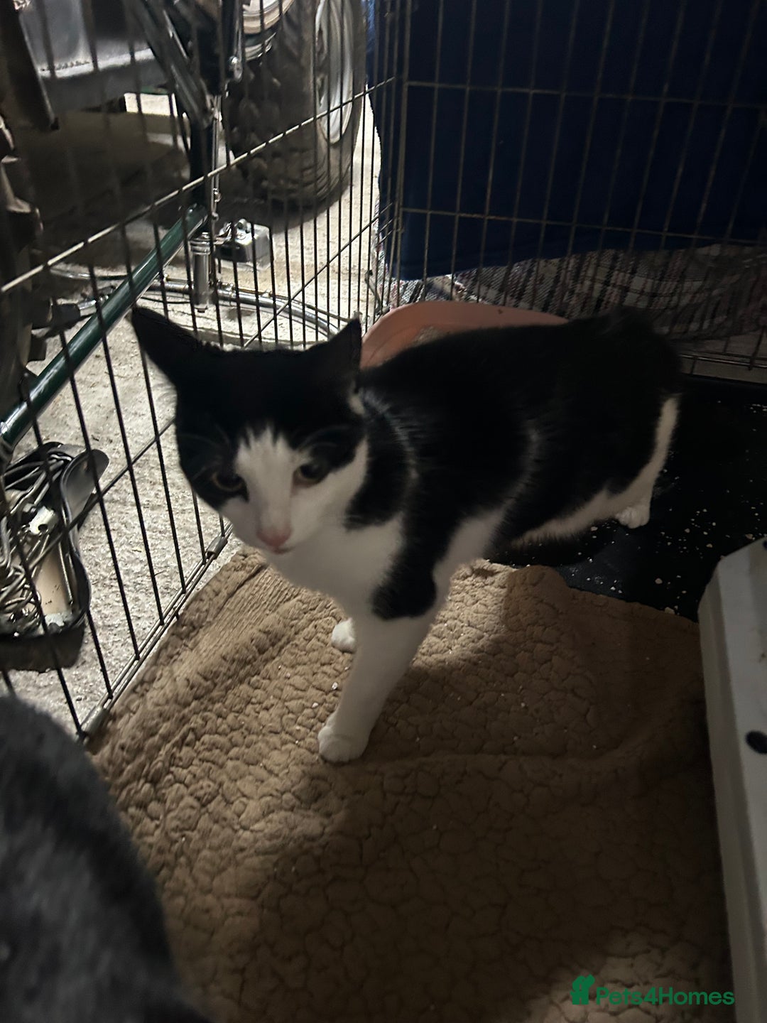 Mixed Breed cats for sale: 1 Male & 1 female cats looking for loving homes. - Image 3