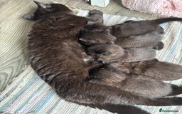 British Shorthair cats for sale: RARE BLUE EYES Black & White - Image 3