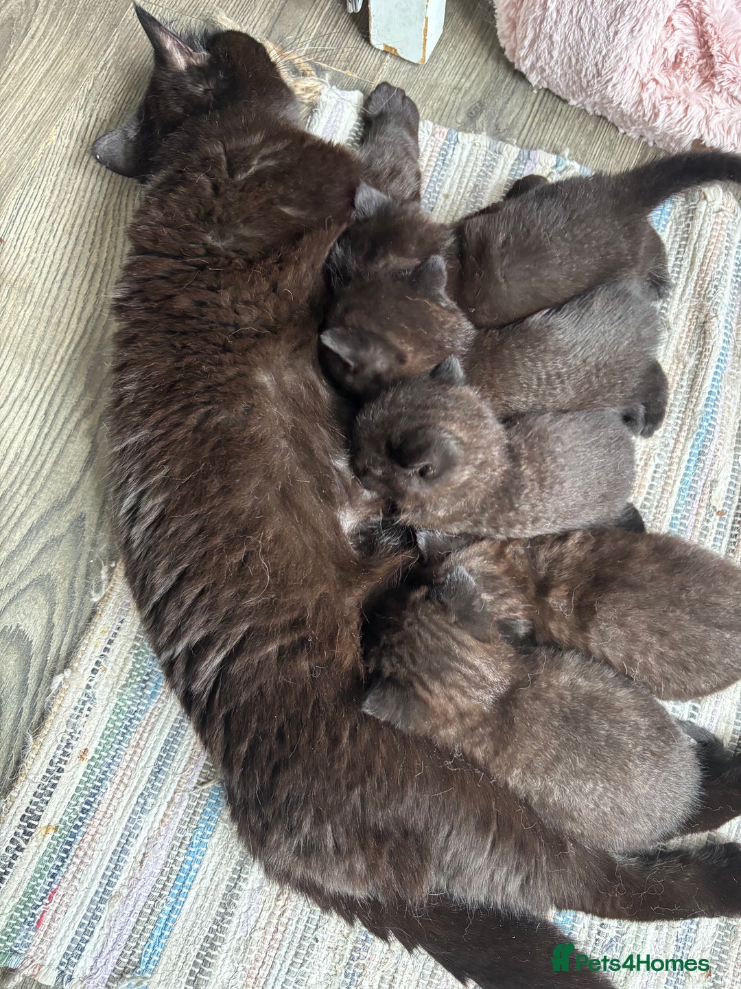 British Shorthair cats for sale: RARE BLUE EYES Black & White - Image 3