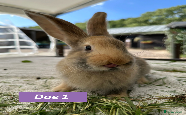 Continental Giant rabbits - Advert 1