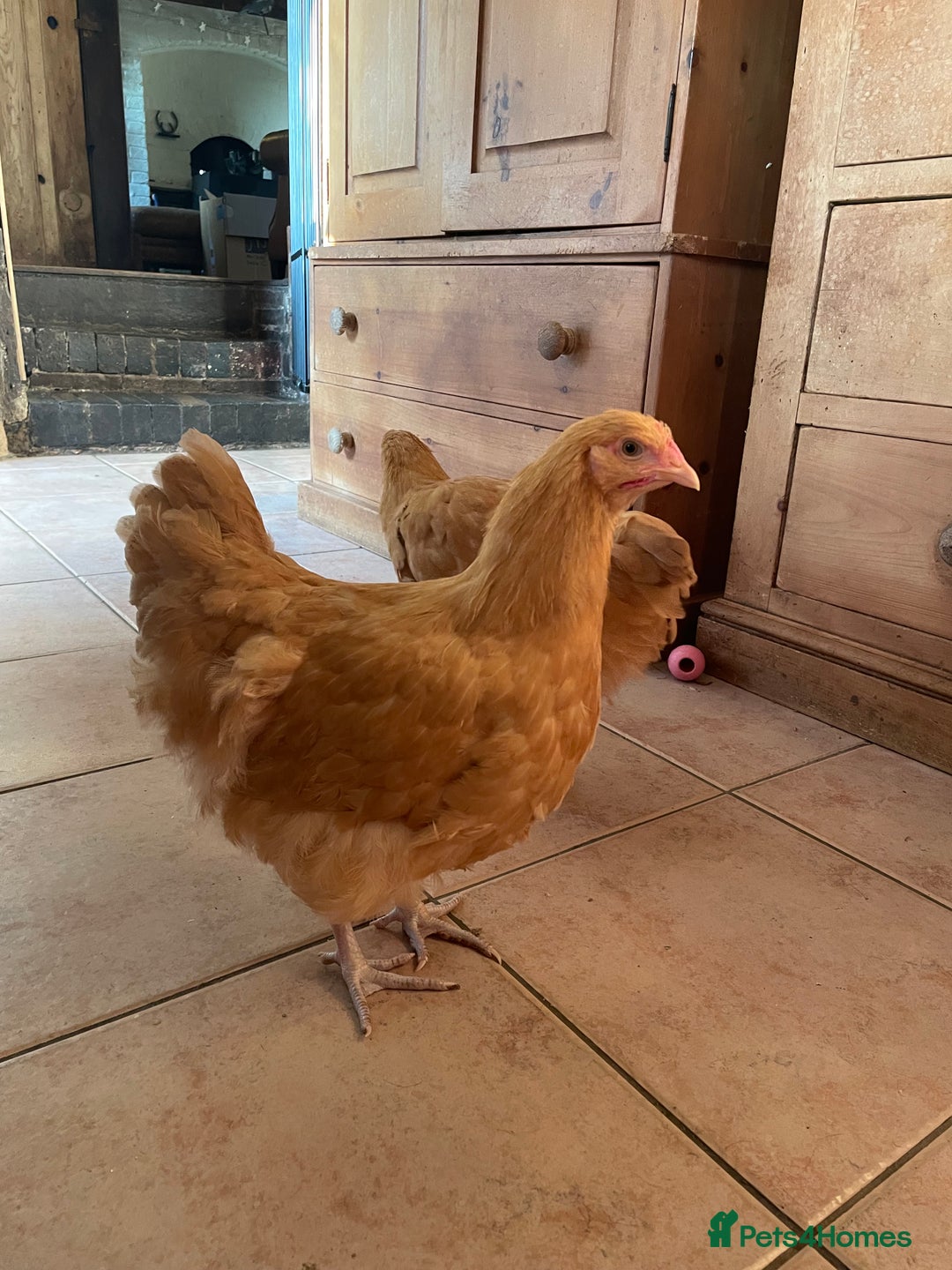 Chickens poultry for sale: Buff Orpington hens/pullets & cockerels - Image 6