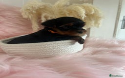 Yorkshire Terrier dogs for sale: 4 boys available  in London - Image 6
