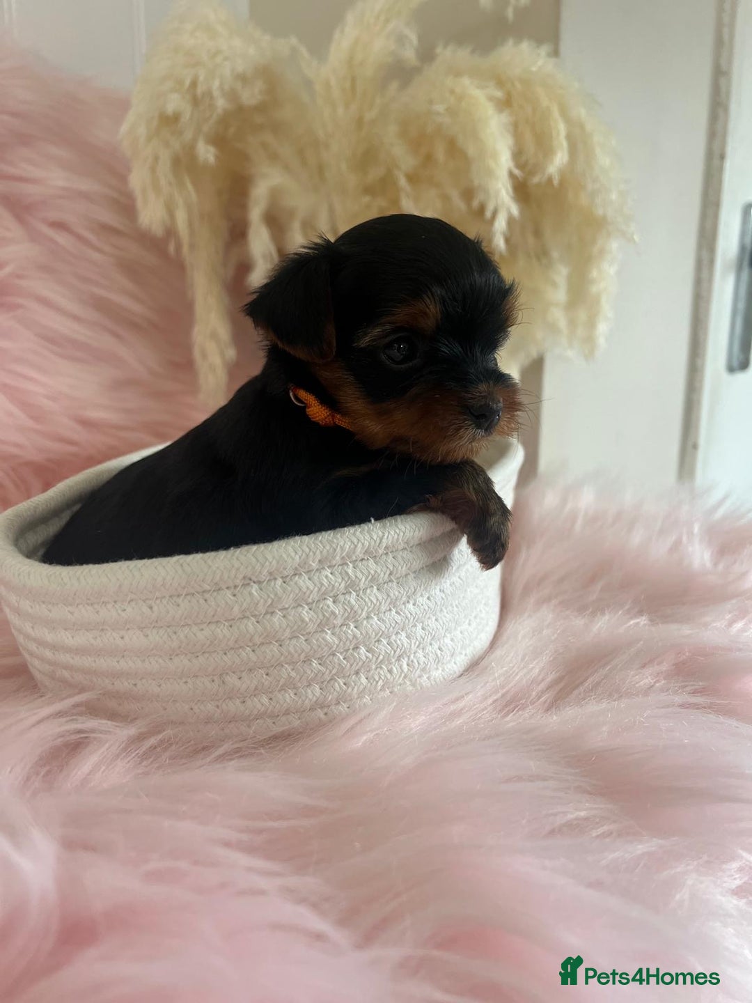 Yorkshire Terrier dogs for sale: 4 boys available  in London - Image 6