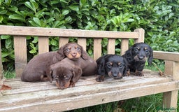 Miniature Dachshund dogs for sale: miniature Dasher - Image 9