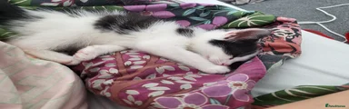 Mixed Breed Kitten 2