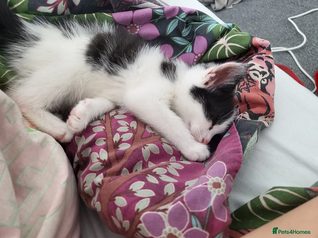 Mixed Breed cats for sale: Kitty in Birmingham - Advert 2