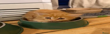 Maine Coon 1