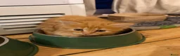 Maine Coon cats for sale: 1/2 Maine coon kittens ❤️ - Advert 11
