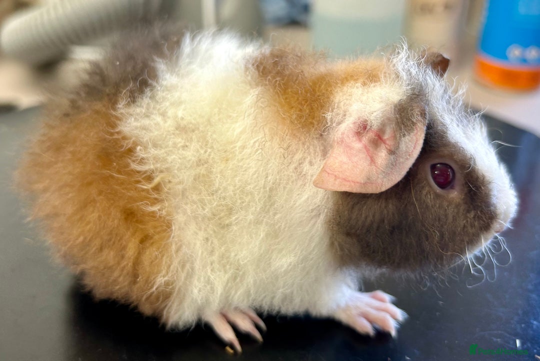 Guinea Pig rodents for sale: Teddy Guinea Pig Baby Boars - Image 9