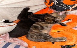 Mixed Breed cats for sale: Tabby and black kittens  - Image 8