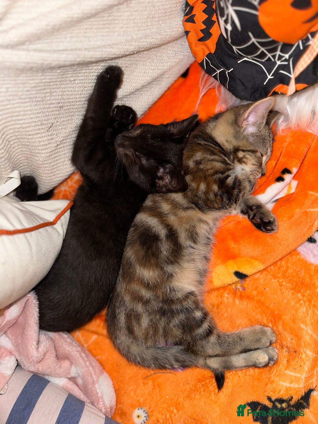 Mixed Breed cats for sale: Tabby and black kittens  - Image 8