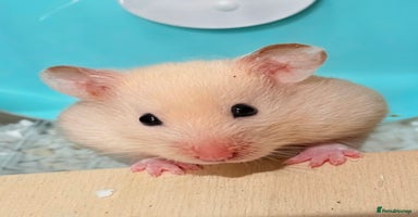 Hamster rodents - Advert 2