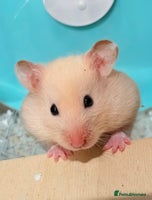 Hamster rodents - Advert 2