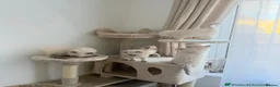 Ragdoll cats for sale: 4 females kittens for sale  - Advert 6