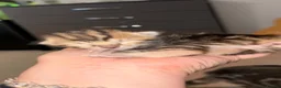 Bengal cats for sale: Bengal cross kittens 2 males ready to leave soon - Advert 20