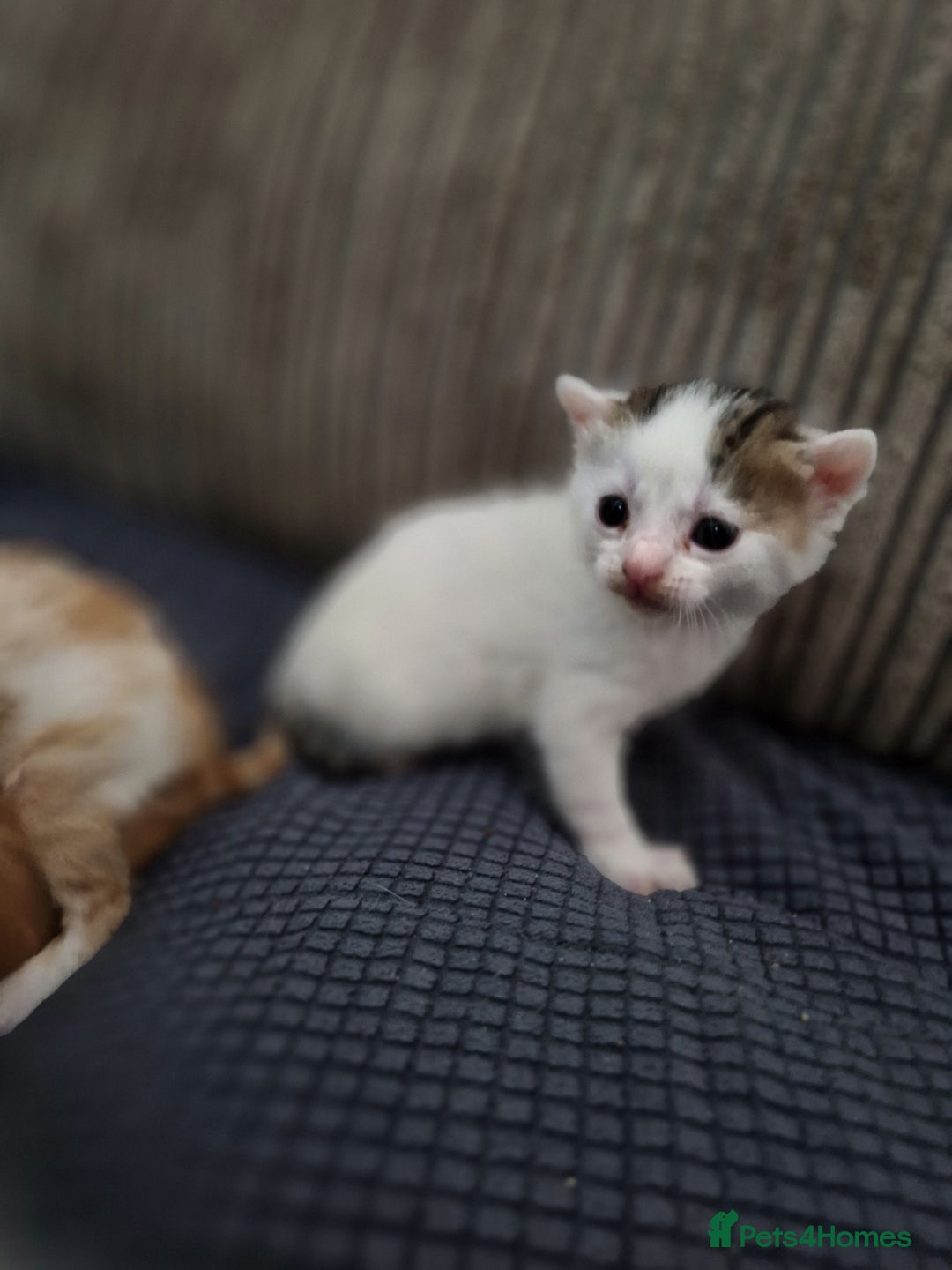 Mixed Breed cats for sale: 1 beautiful ginger&white kitten - Advert 27