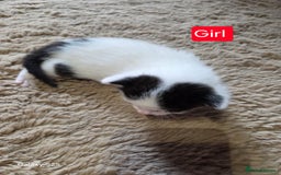 Russian Blue cats for sale: Russian blue cross - Image 7