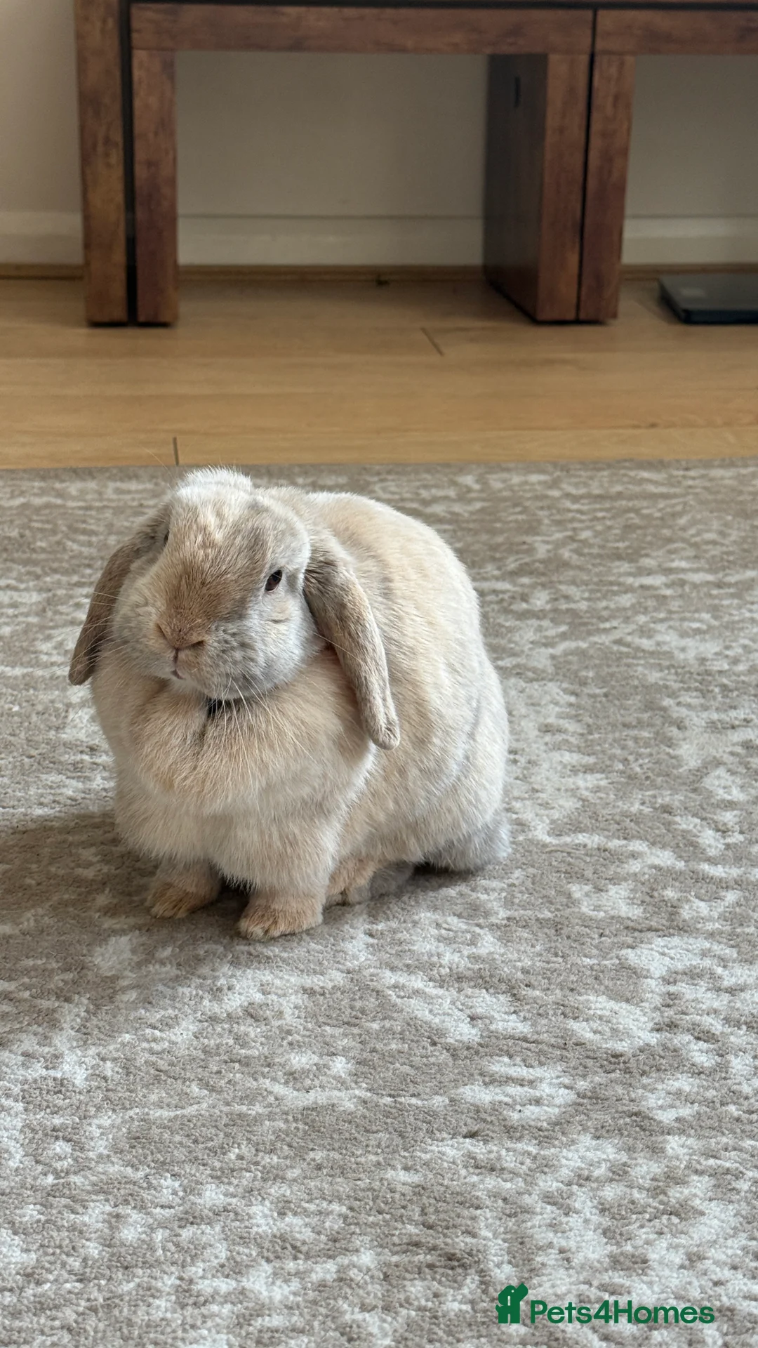 Mini Lop rabbits for sale: Beige mini lop bunny rabbit  - Advert 1
