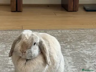 Mini Lop rabbits Beige mini lop bunny rabbit - Advert 21