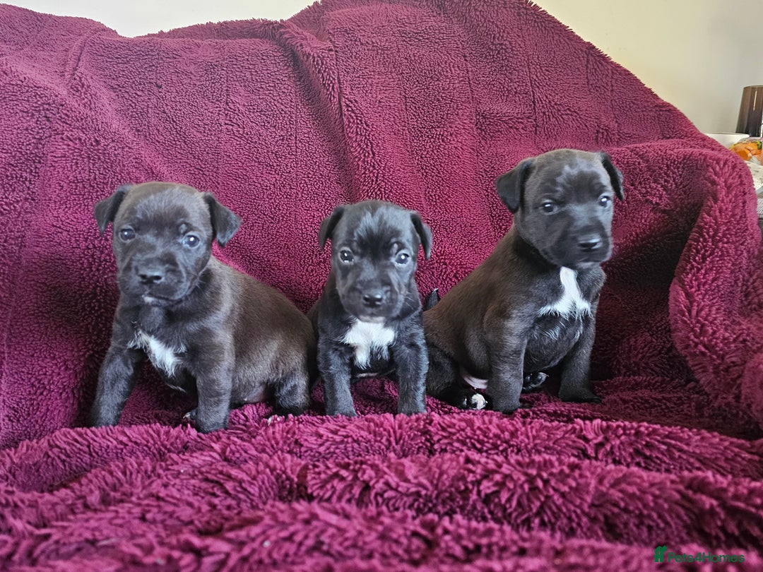 Patterjack dogs for sale: Patterjack Pups - Image 4