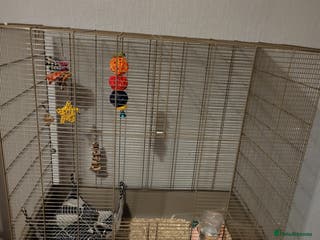 Rat rodents Female rats - Advert 14