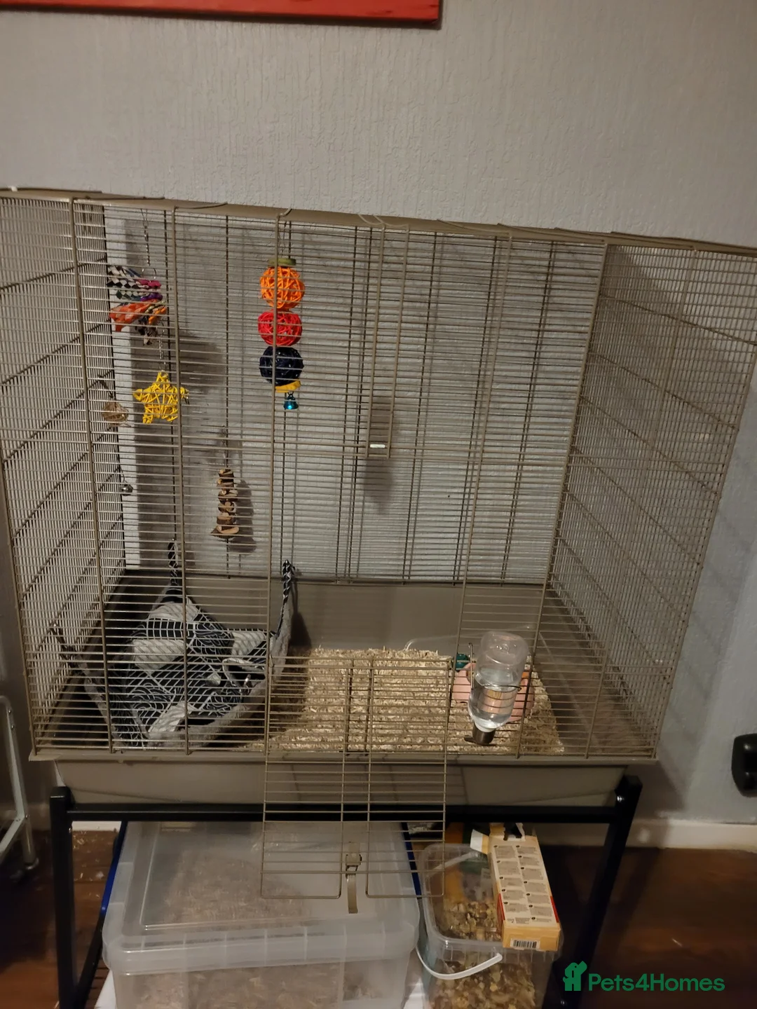 Rat rodents for sale: Female rats - Advert 1