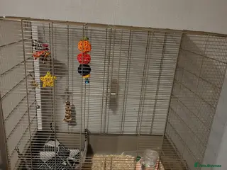 Rat rodents Female rats - Advert 3