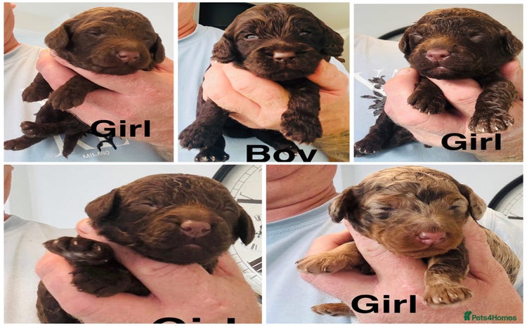 Cockapoo dogs - Advert 5