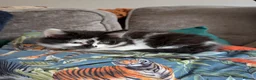 Mixed Breed cats for sale: Veronica's babies - Advert 7