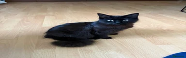 Ragcoon 2