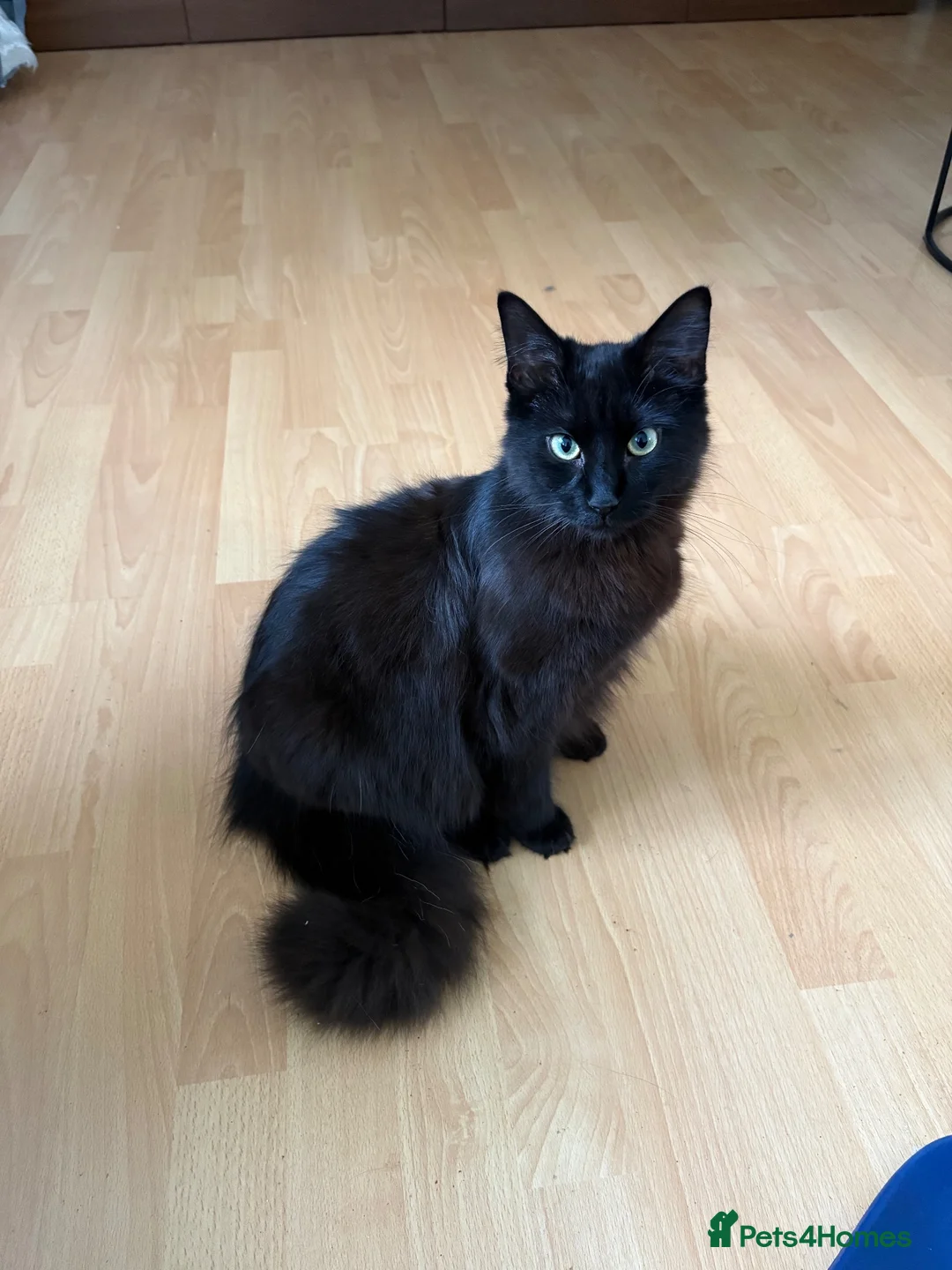 Ragcoon cats for sale: RAGCOONS FOR SALE!! - Advert 16